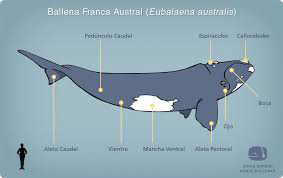 eubalaena-australis 