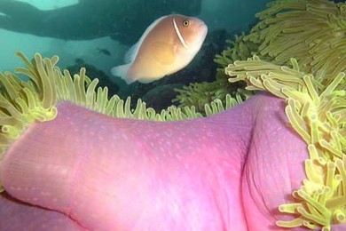 Filippine Cebu Moalboal Pesce Pagliaccio 