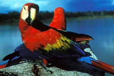 Colombia Amazonas pappagallo Ara 