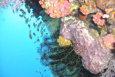 Filippine Cebu Moalboal barriera corallina 