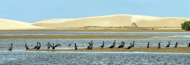 delta-del-parnaiba-cormorani 