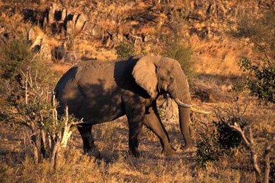 Botswana Okavango elefante 