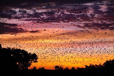 zambia-migrazione-dei-pipistrelli 