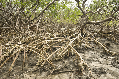 delta-del-parnaiba-mangrovie 