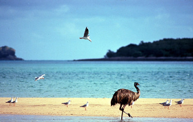 kangaroo-island-emu-sulla-spiaggia 