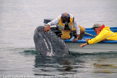 whale-watching-nella-laguna-san-ignacio 