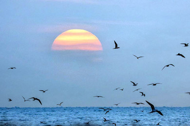 uccelli-al-tramonto 