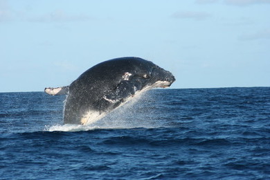 balena-nel-canale-del-mozambico 