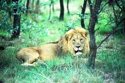 NATURA E POPOLI DEL SUDAFRICA