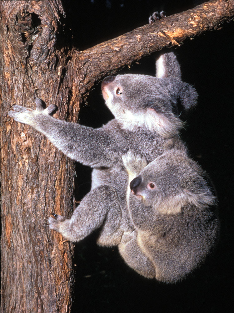 Set sale e pepe Outback Mates Koala e canguro australiano 