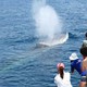 AVVISTARE LE BALENE NEL MAR LIGURE