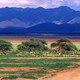 LA GRANDE MIGRAZIONE NEI PARCHI DELLA TANZANIA