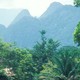 COMPRIAMO LA FORESTA PLUVIALE PER SALVARLA